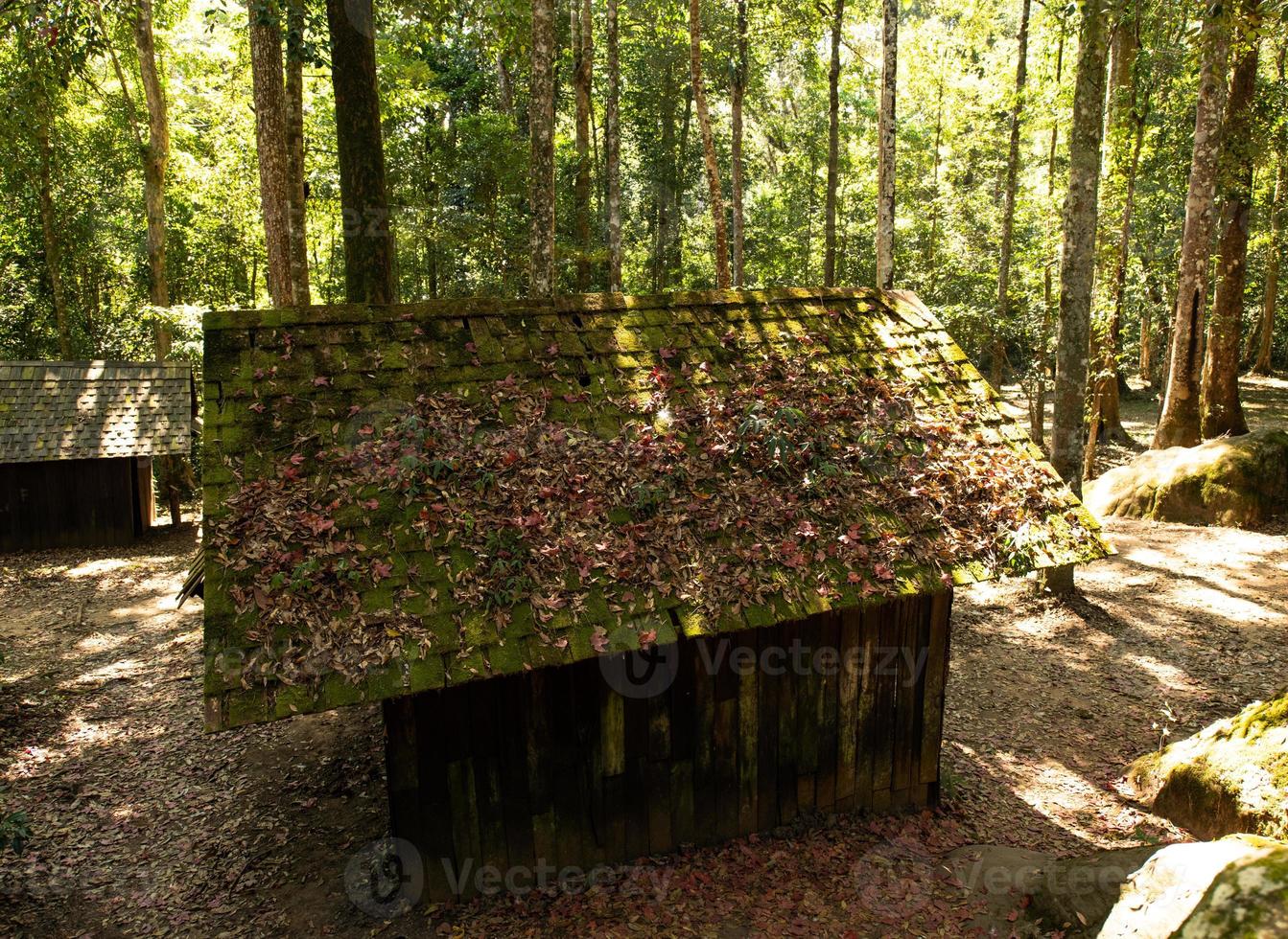 bosque verde y casa bajo el sol foto