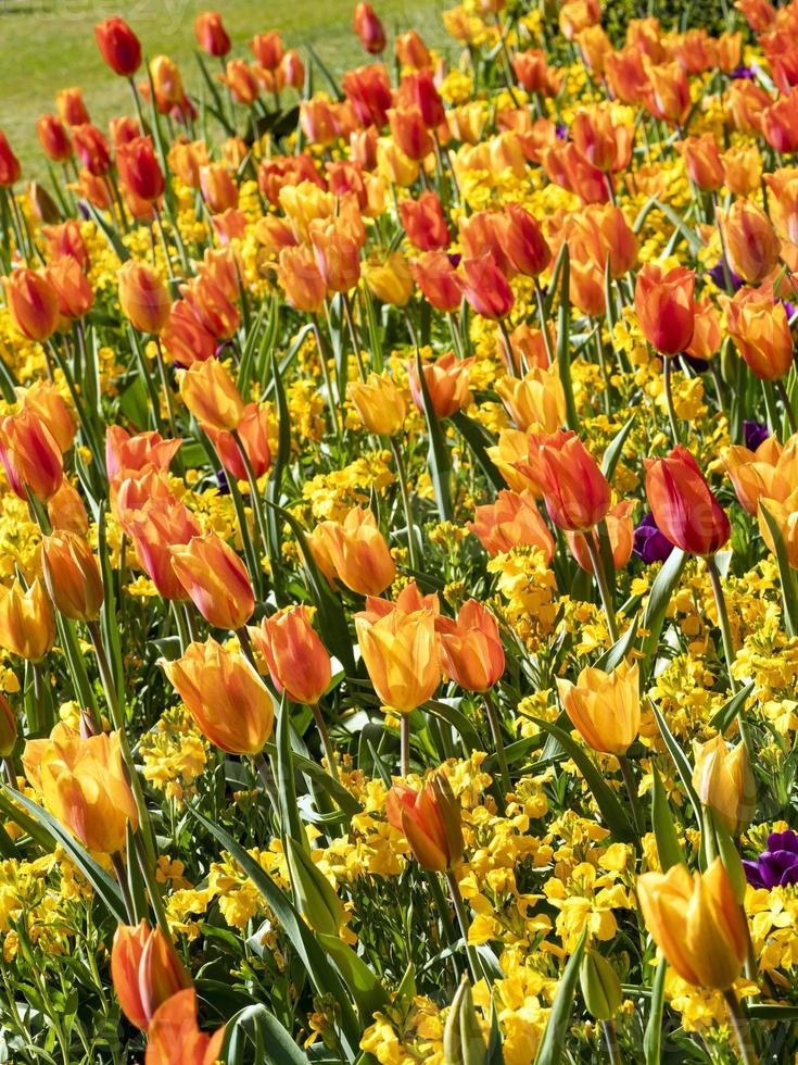 Tulipán brillante y pantalla de alhelí en un jardín. foto