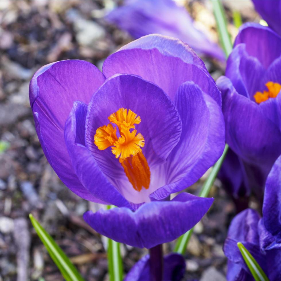 Purple crocus with yellow stamens and anthers photo