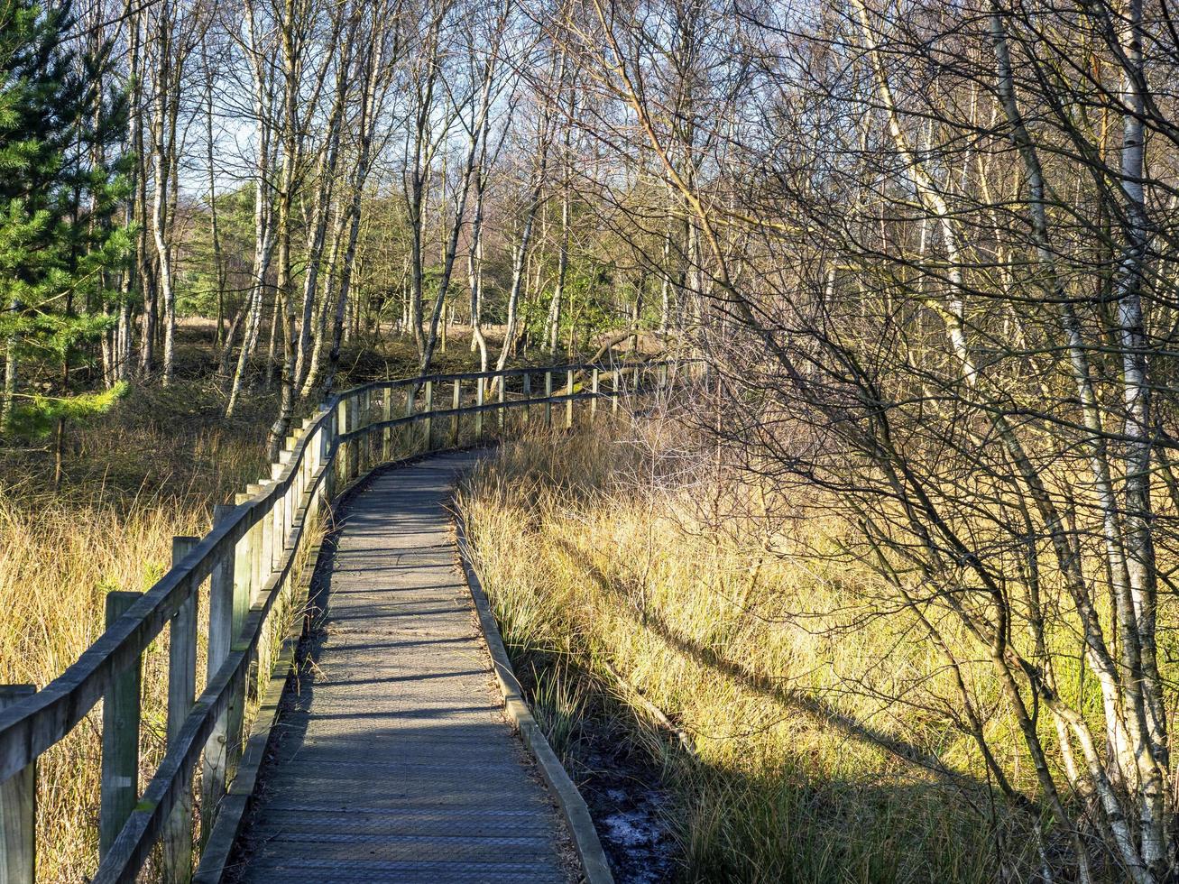 Boardwalk en skipwith común North Yorkshire, Inglaterra foto