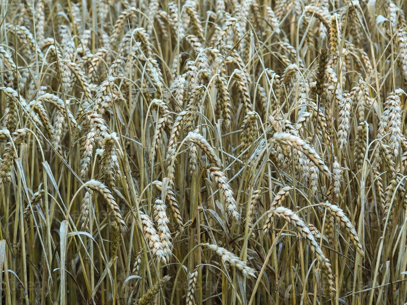 Ripe wheat ears in a wheat field photo