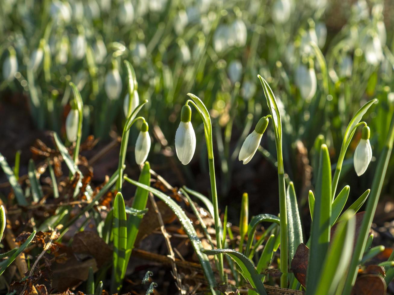 Snowdrops flowering in a wood photo