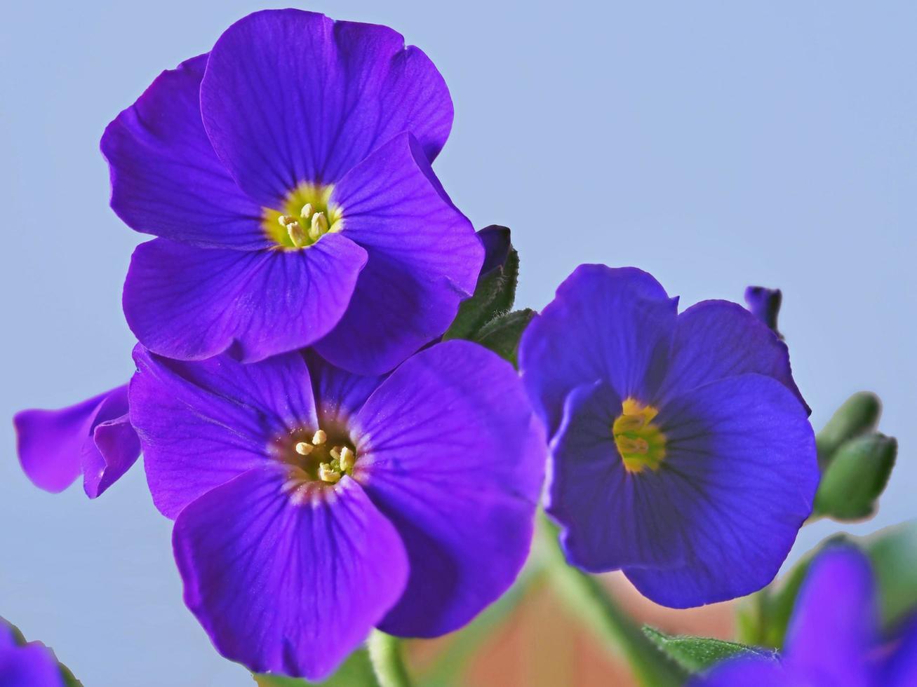 Primer plano de una variedad de flores aubrieta azul glaciar foto