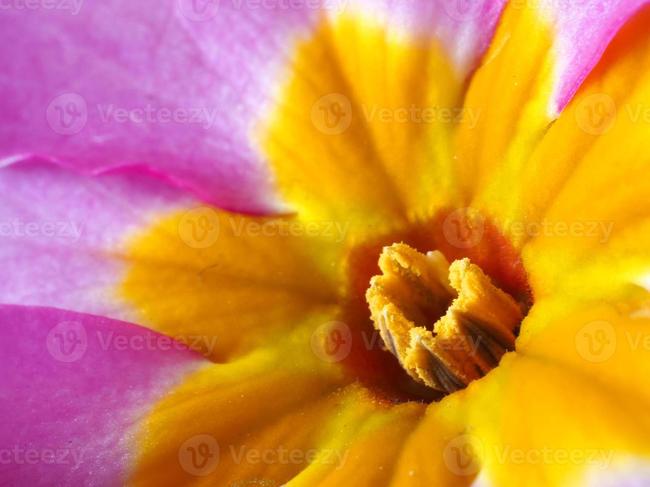 Fotografía macro de una flor de champán rosa polyanthus foto