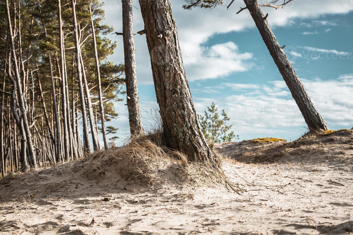 Baltic sea coastline forest and sand dunes with pine trees photo