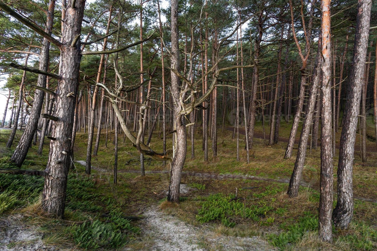 Baltic sea coastline forest and sand dunes with pine trees photo