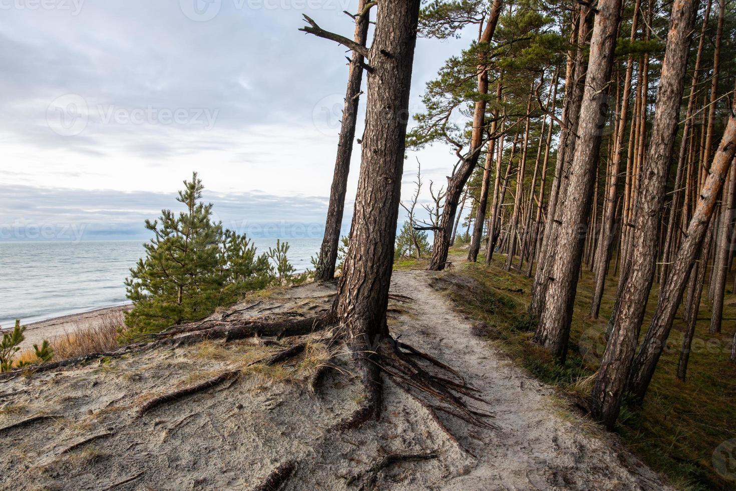 bosque de la costa del mar Báltico y dunas de arena con pinos foto