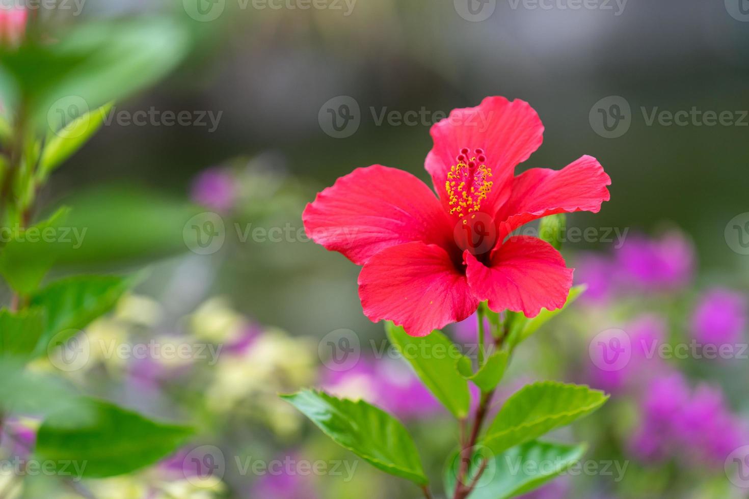 Red hibiscus flower on blurred green background with bokeh photo