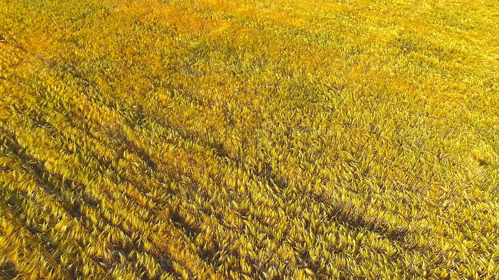 campos de trigo al final del verano completamente maduros foto