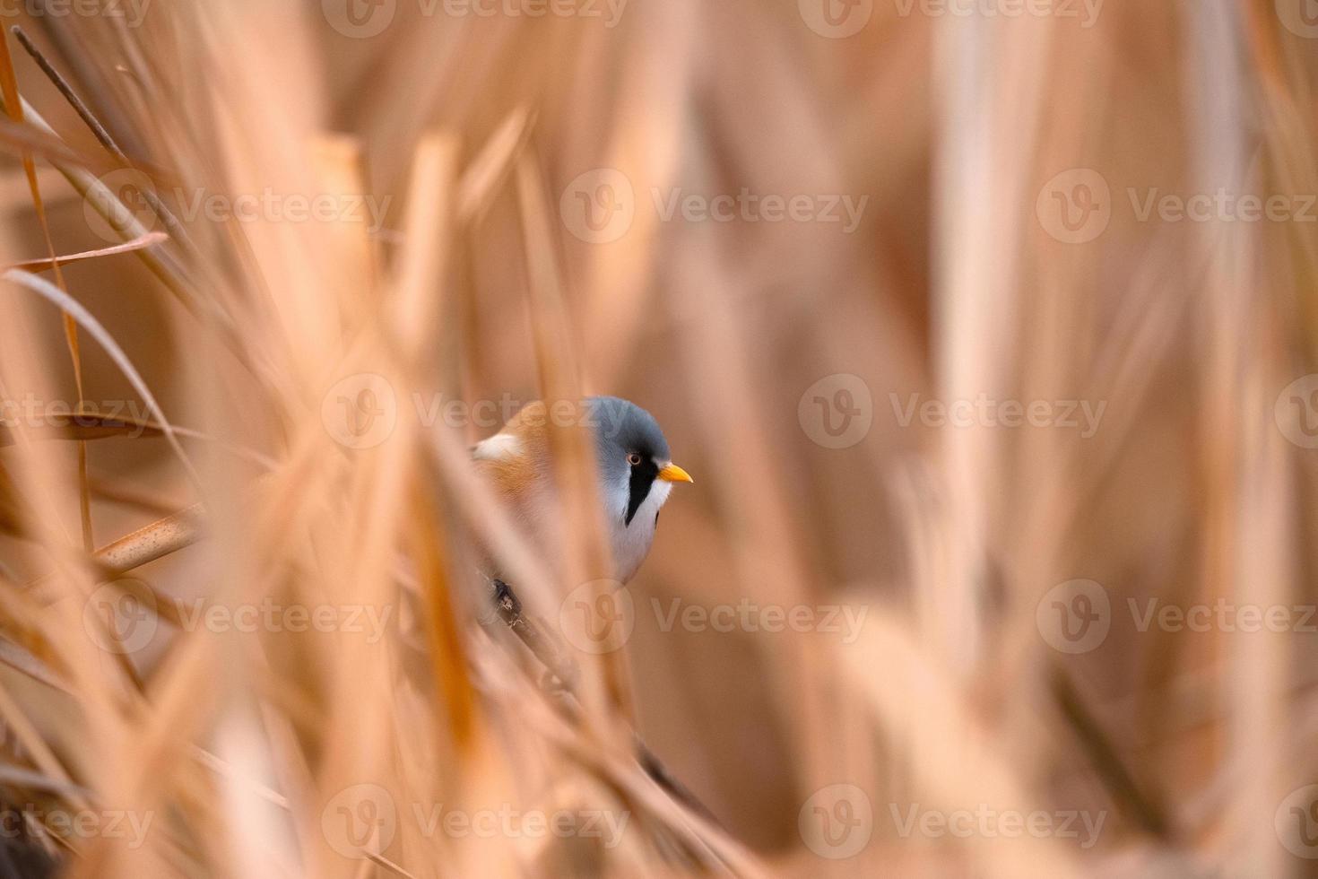 Bearded reedling Panurus biarmicus photo