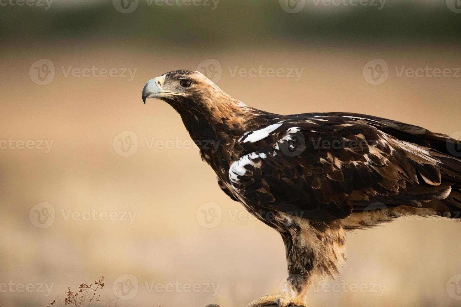 Spanish imperial eagle Aquila adalberti photo