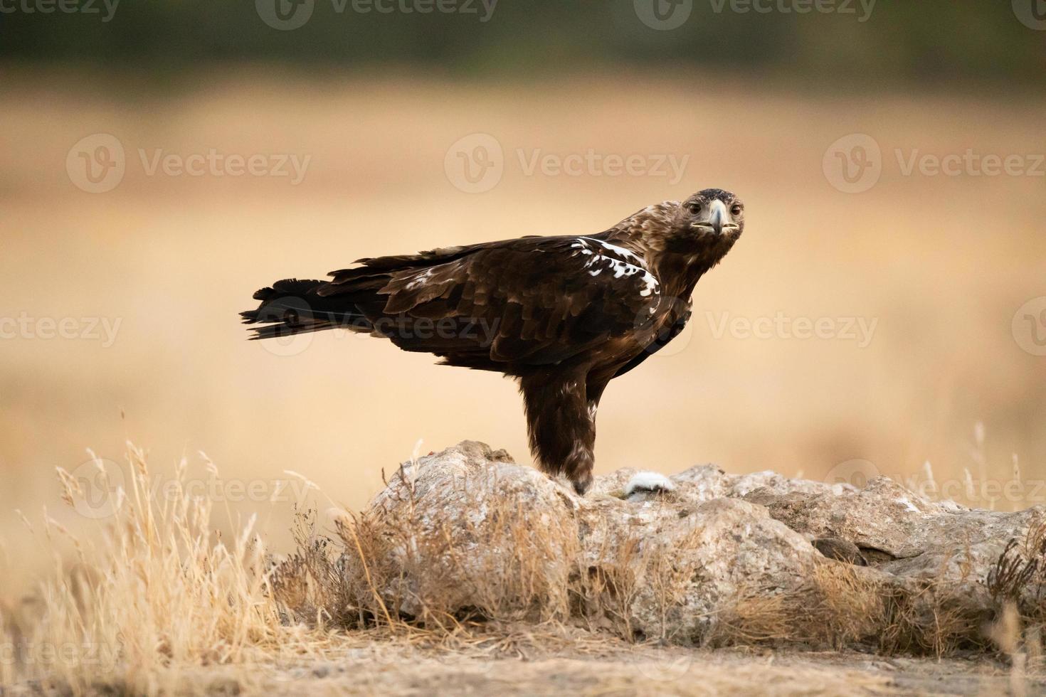 águila imperial española aquila adalberti foto