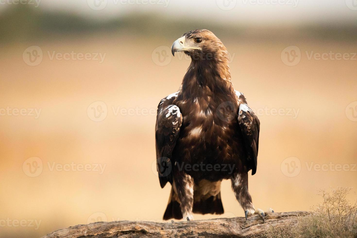 Spanish imperial eagle Aquila adalberti photo