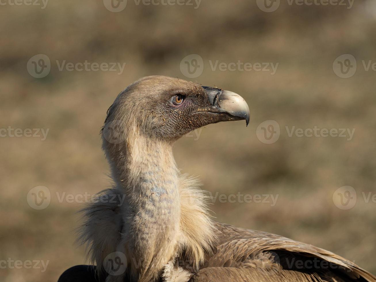 buitre leonado gyps fulvus foto