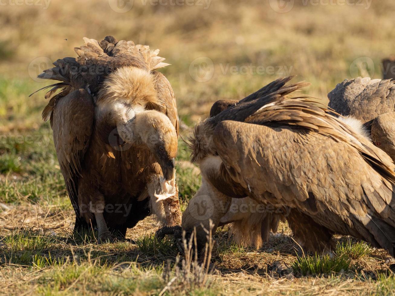 buitre leonado gyps fulvus foto