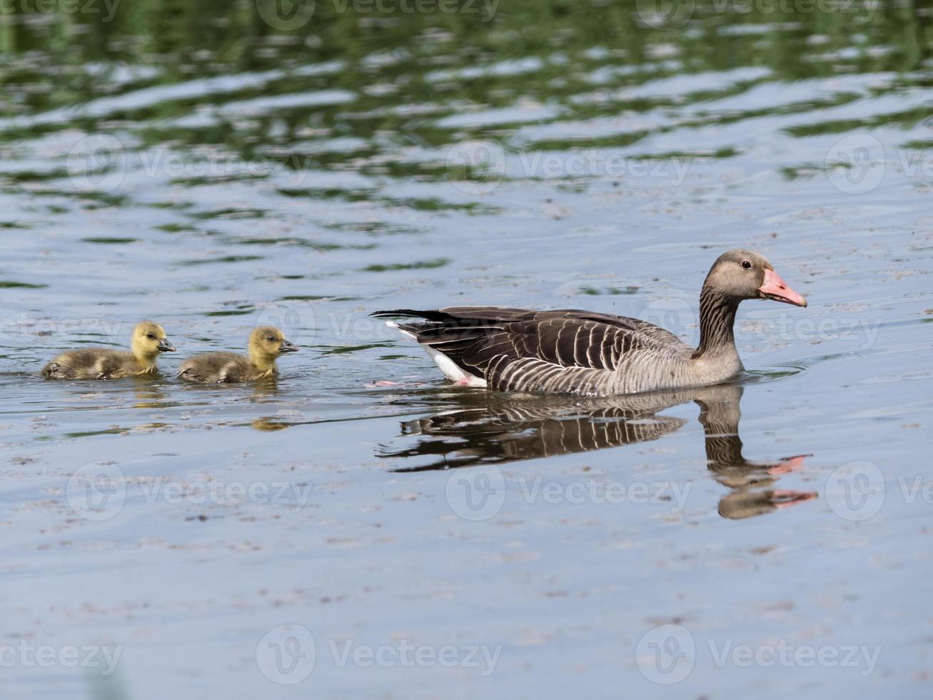 Graylag Goose o Graylag Goose anser anser foto