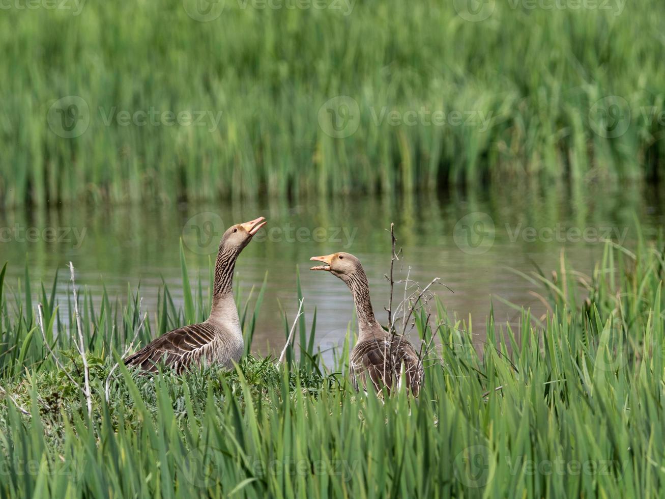 Graylag Goose o Graylag Goose anser anser foto