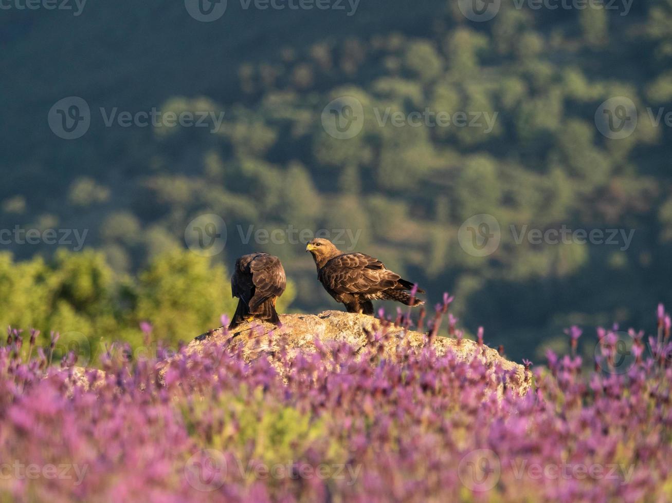 ratonero común buteo buteo foto