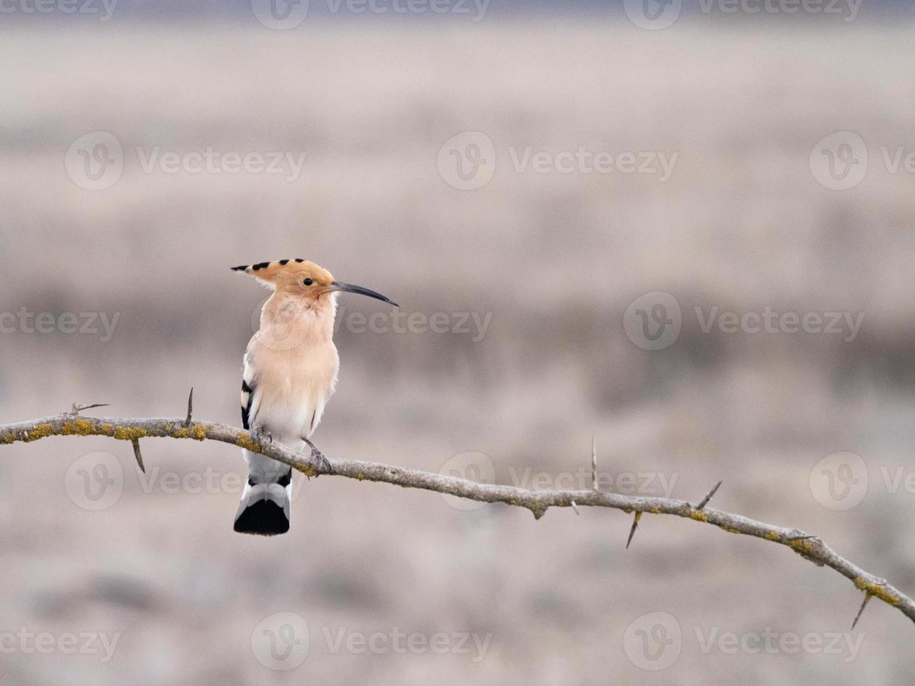 Eurasian hoopoe Upupa epops photo
