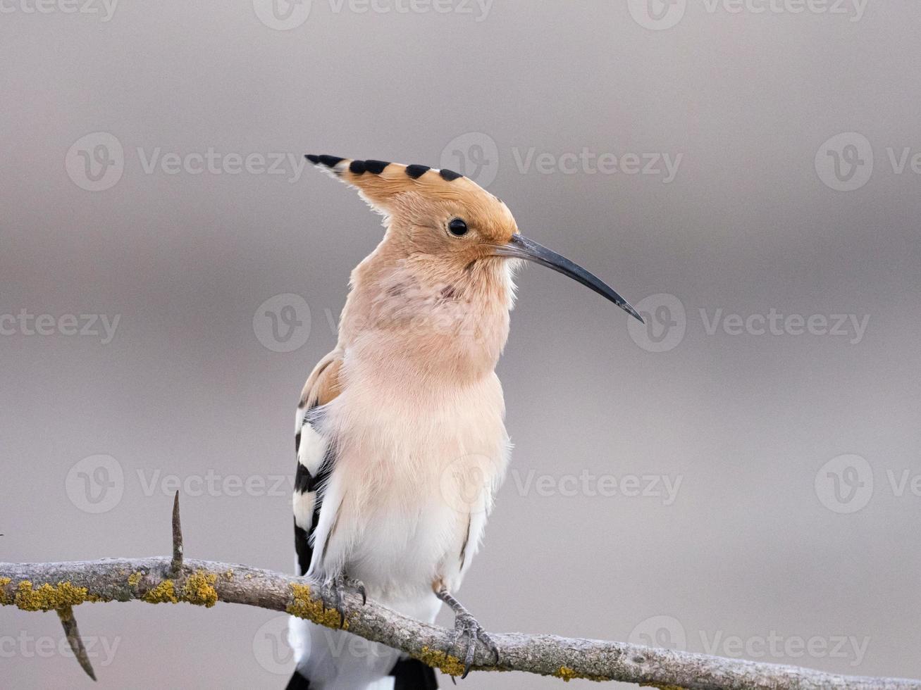 Eurasian hoopoe Upupa epops photo