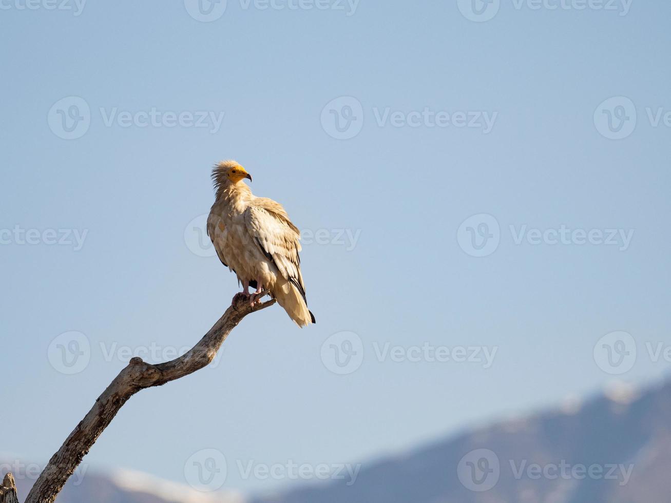 buitre egipcio neophron percnopterus foto