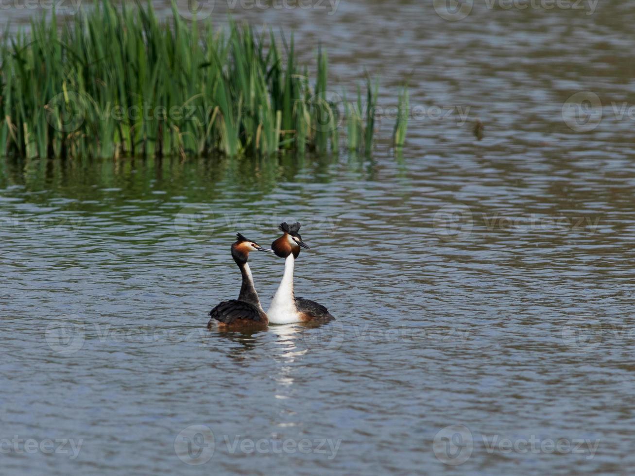 Great crested grebe Podiceps cristatus photo