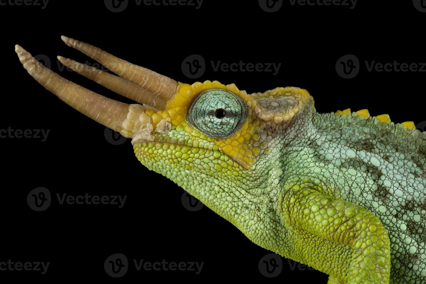 Dwarf Jackson's chameleon       Trioceros jacksonii merumontanus photo