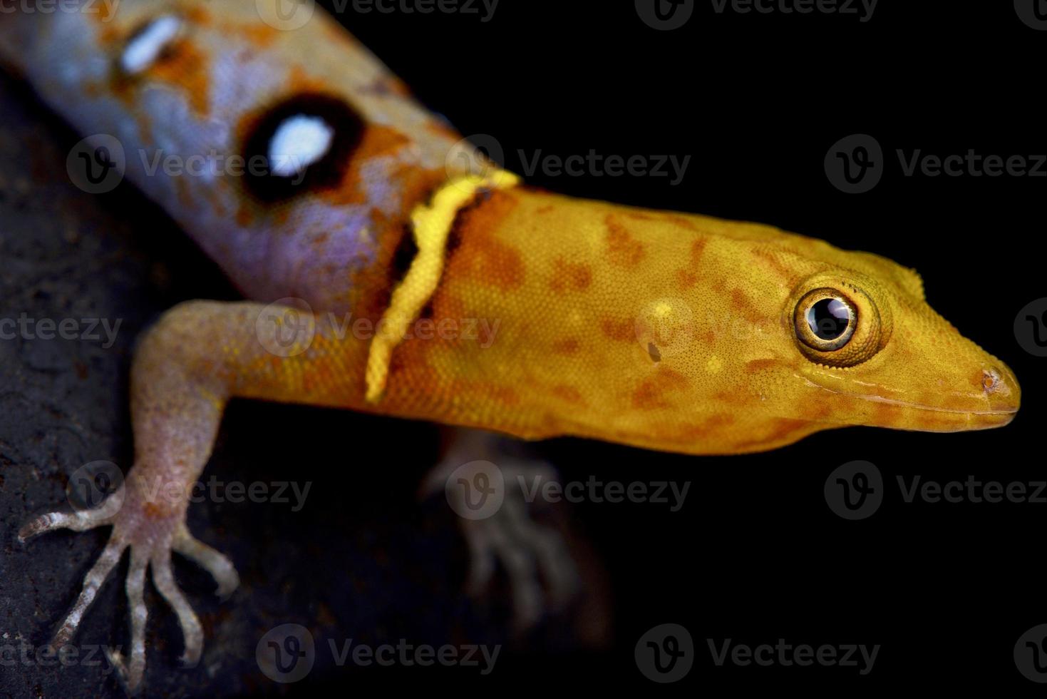 Occelated gecko         Gonaodes occelatus photo