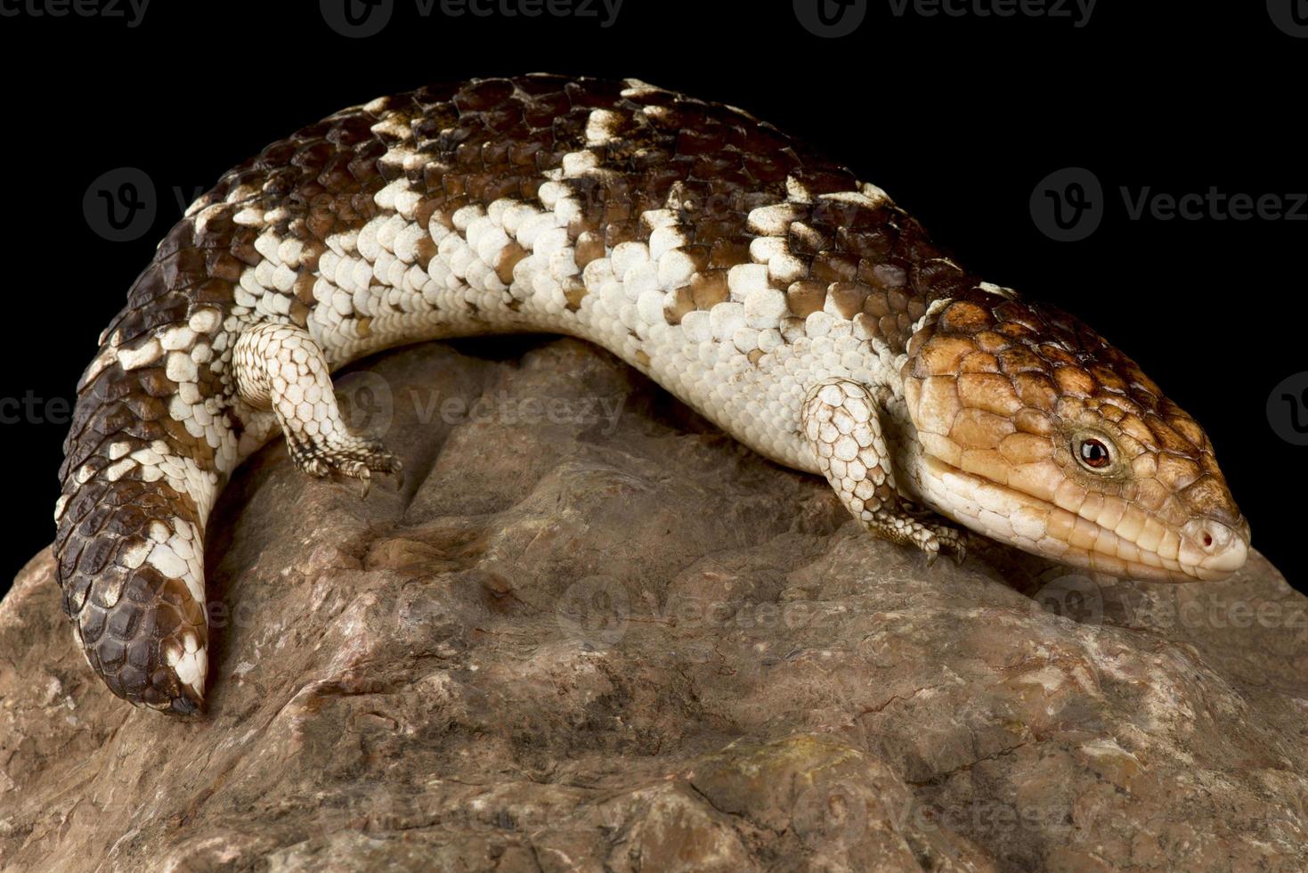 eslizón de shingleback occidental tiliqua rugosa rugosa foto