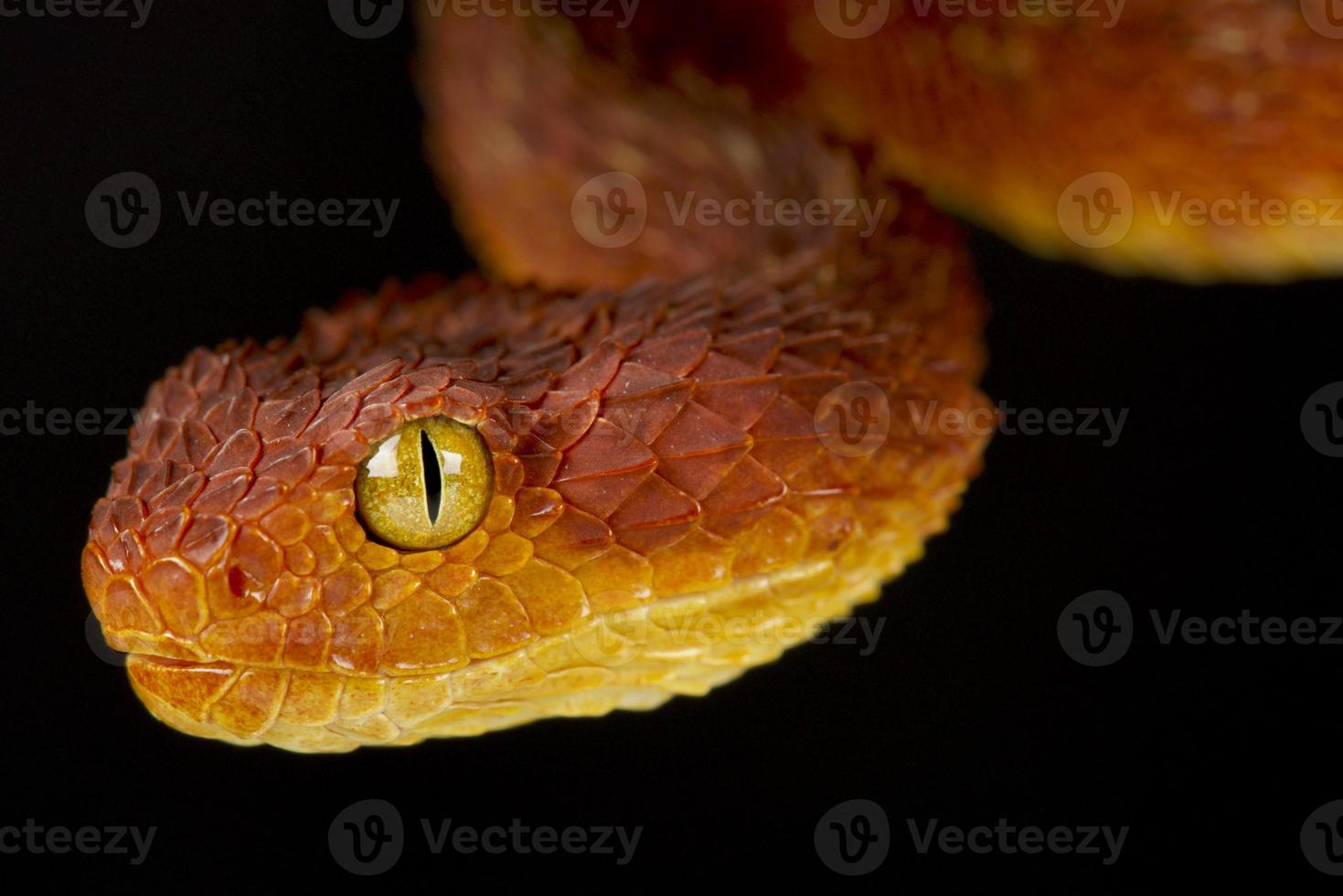 Venomous African Bush Viper (Atheris chlorechis) Stock Photo