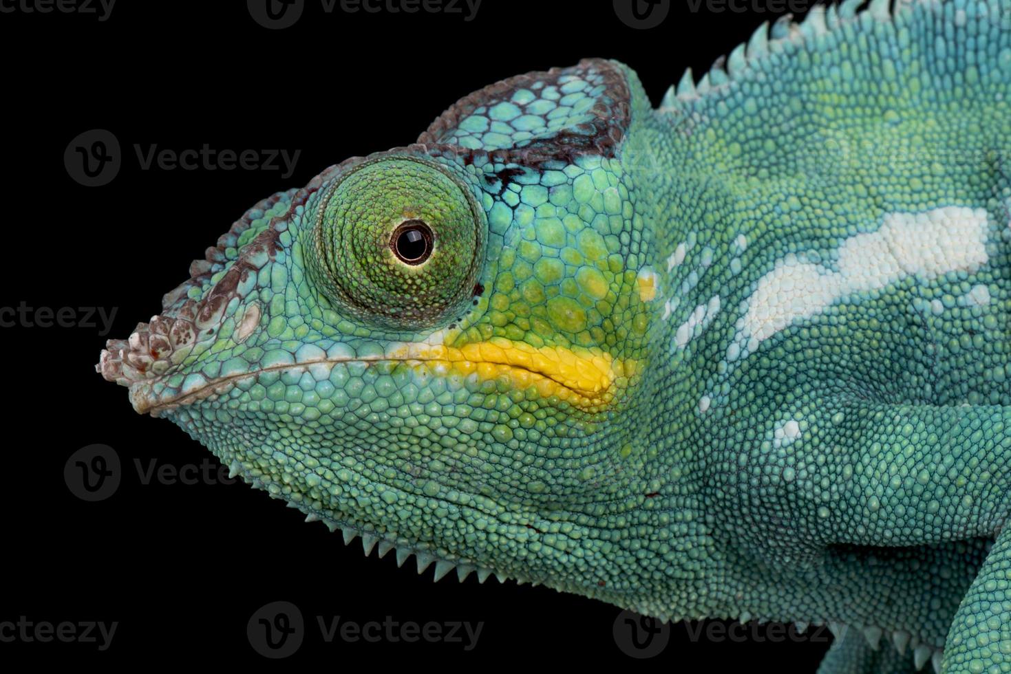 Panther chameleon    Furcifer pardalis photo