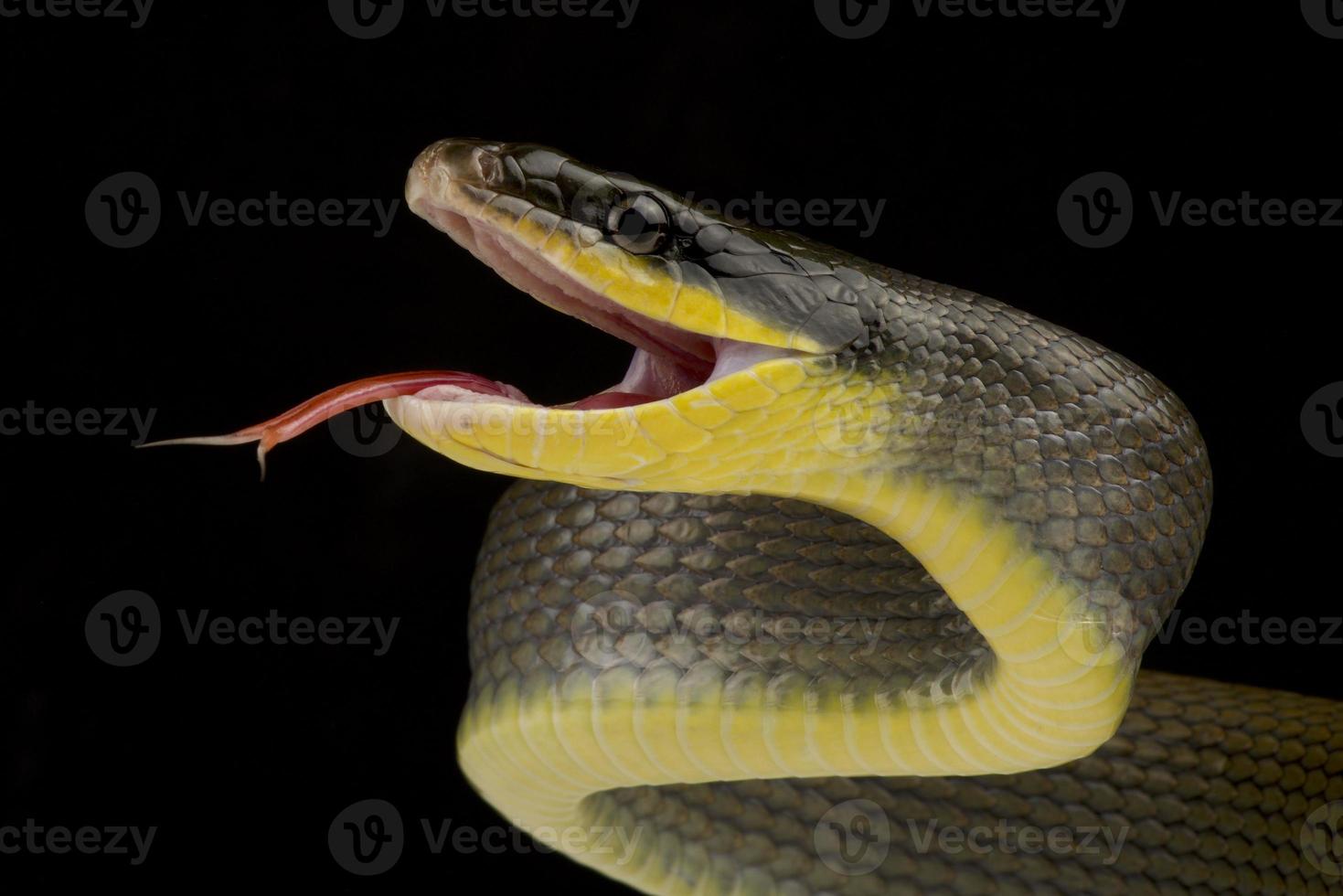 serpiente rata de sumatra orthriopis taeniurus grabowskyi foto