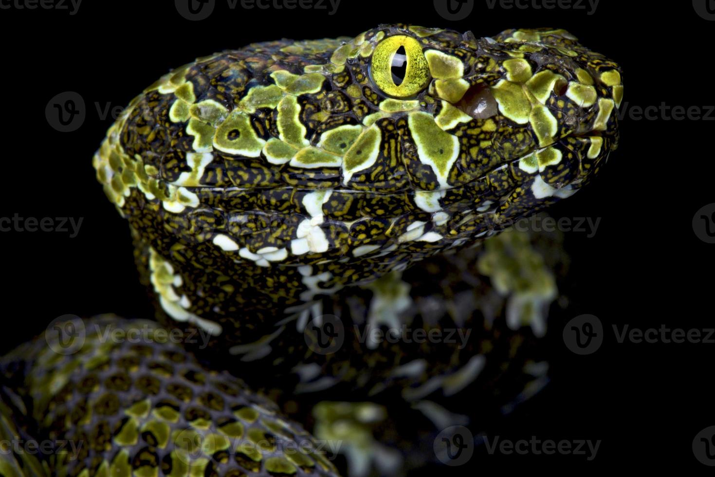 Mangshan pitviper   Protobothrops mangshanensis photo