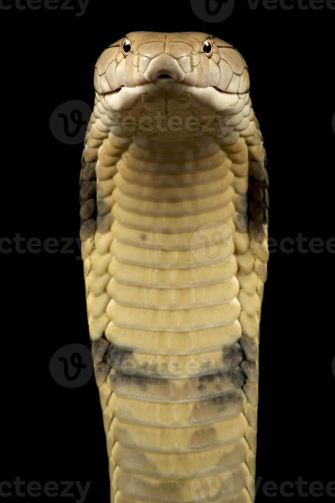 hong kong king cobra ophiophagus hannah foto