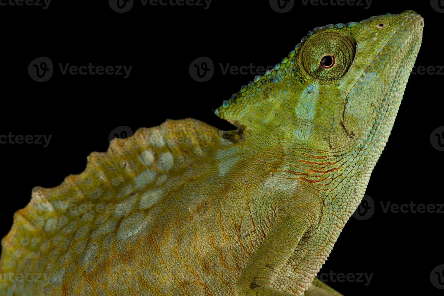 Crested chameleon     Trioceros cristatus photo