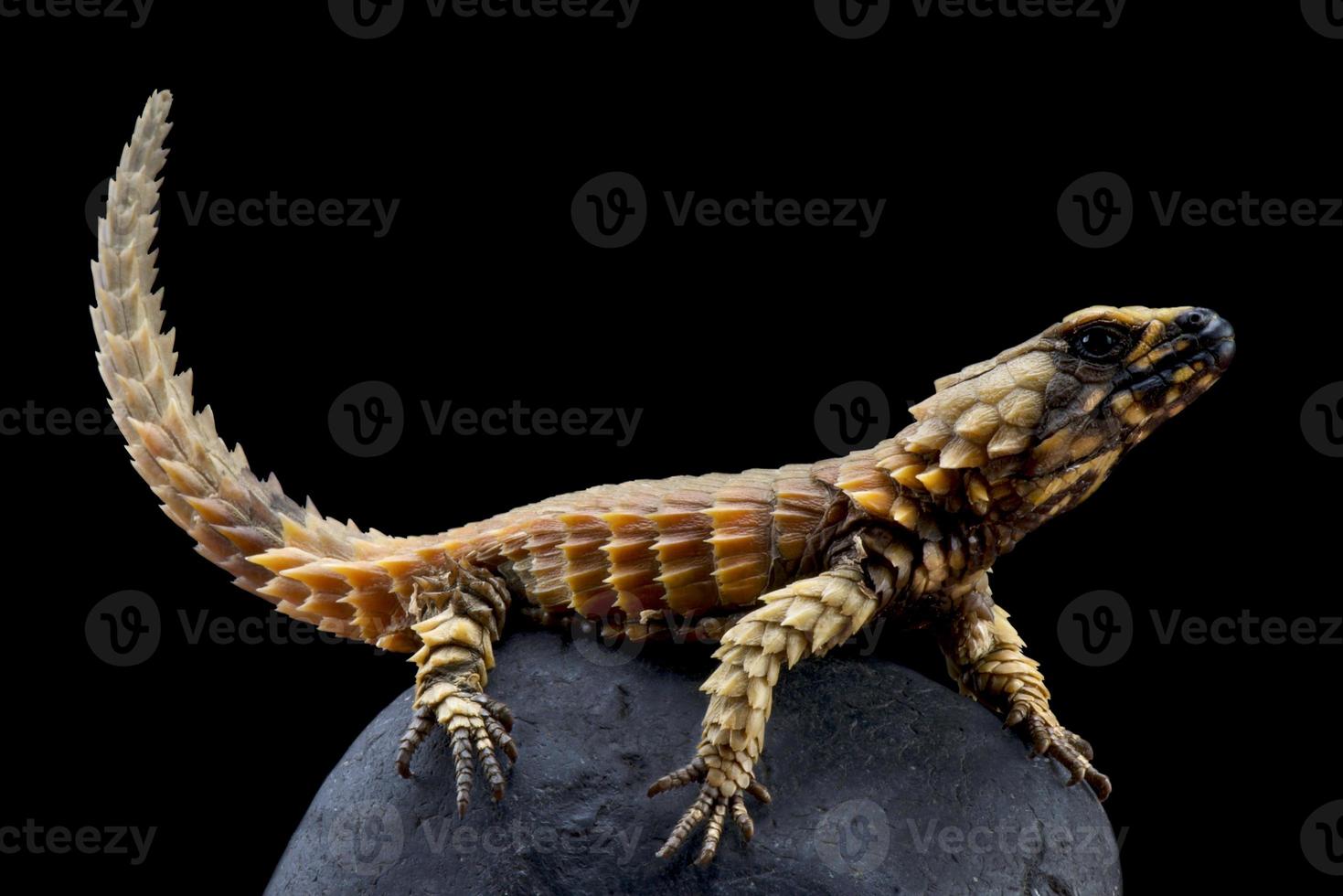 Armadillo girdled lizard Ouroborus cataphractus 2379241 Stock Photo at Vecteezy