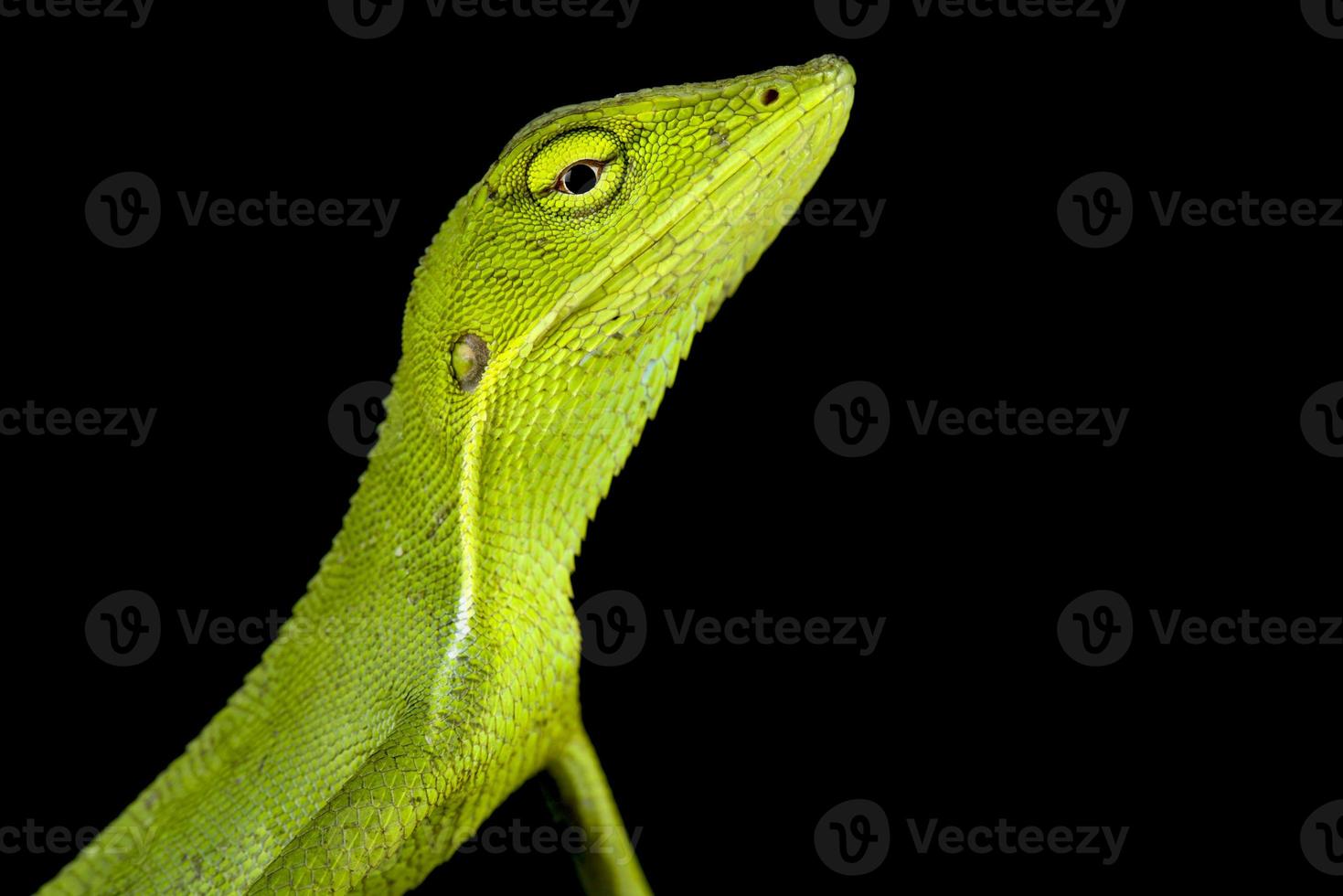 Vietnamese forest lizard     Bronchocela vietnamensis photo