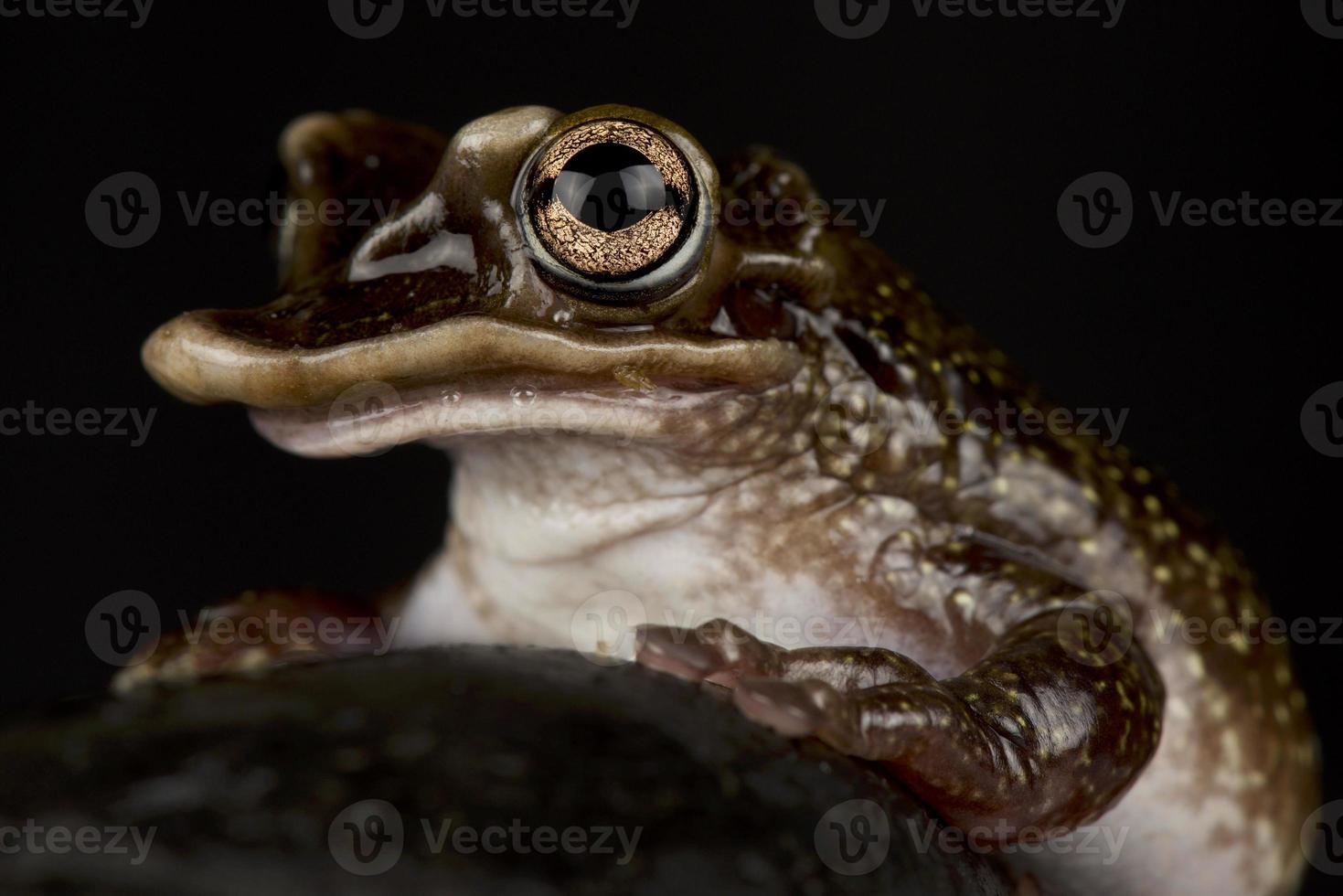 yucatán, la rana arborícola con cabeza de casque, triprion petasatus foto