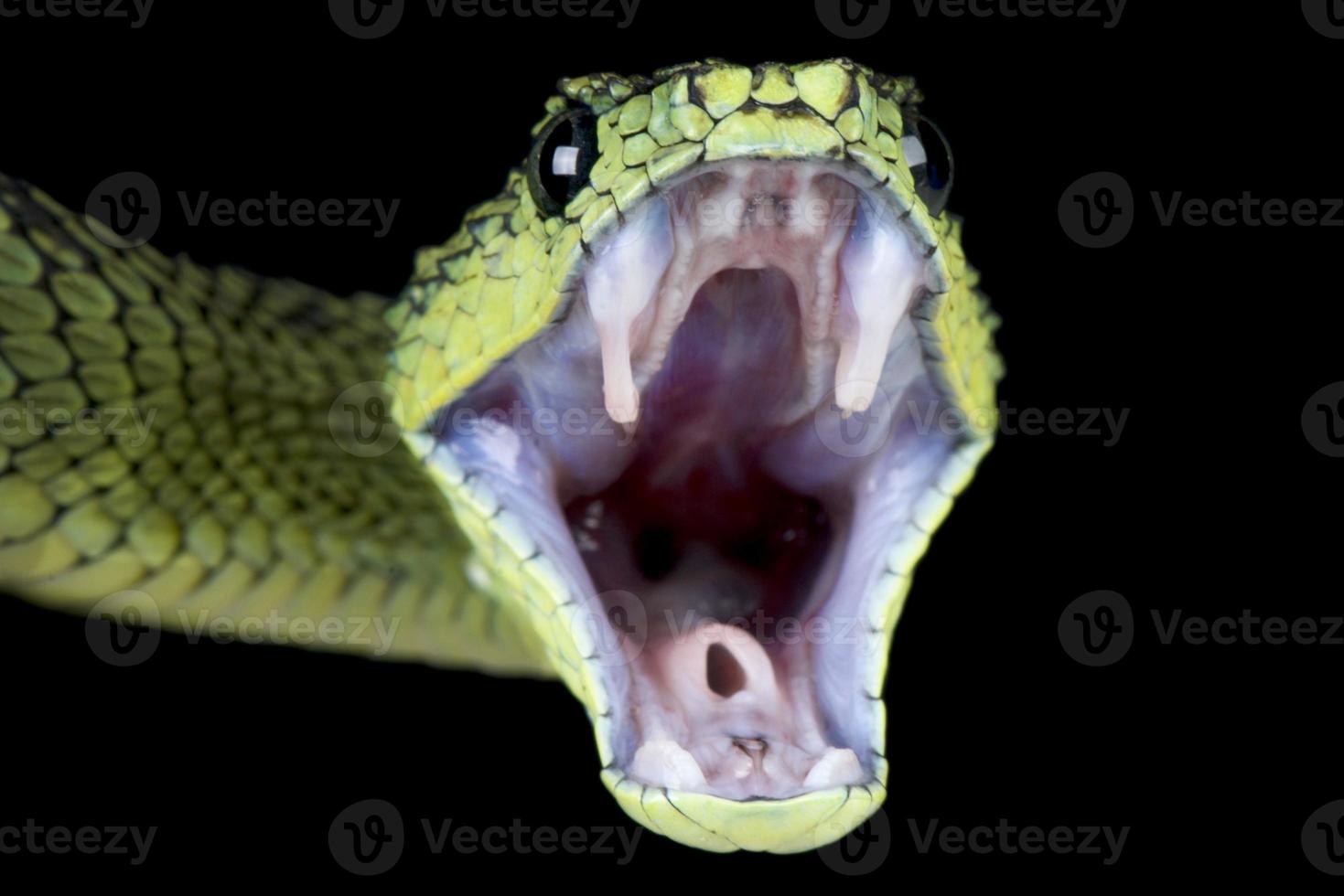 Great Lakes bush viper attacking   Atheris nitschei photo