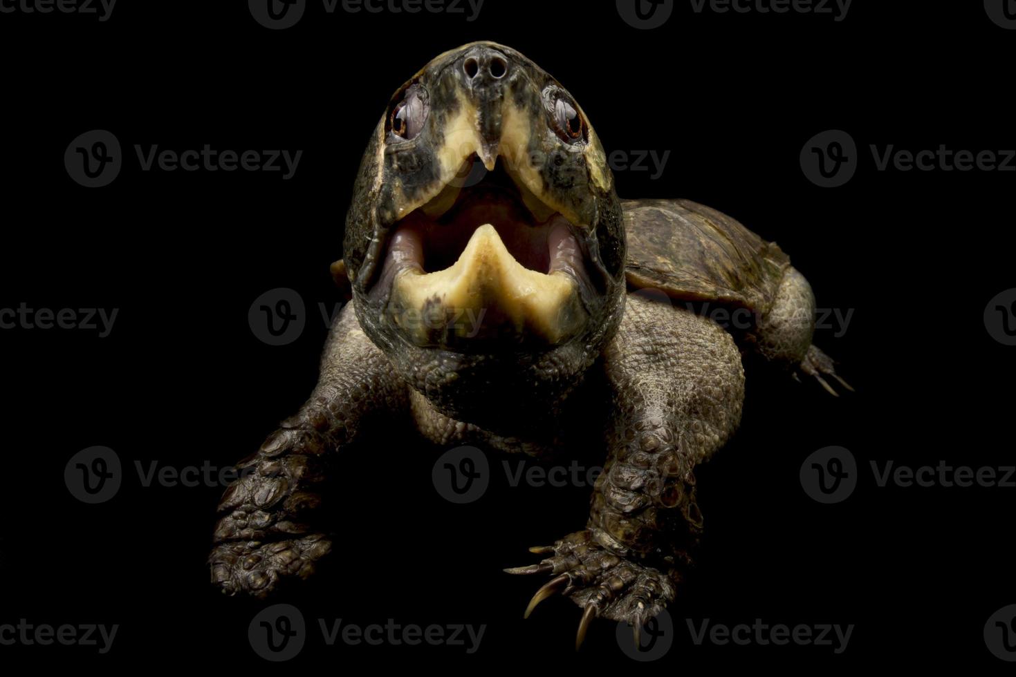 Tortuga de cabeza grande Platysternon megacephalum foto