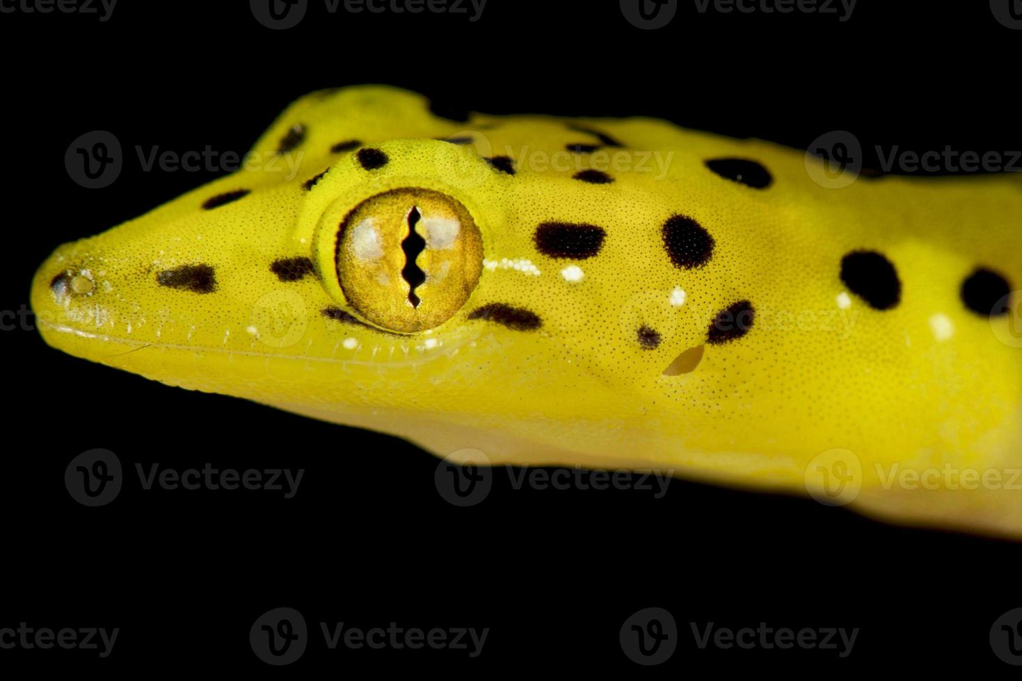 polilo falso gecko pseudogekko smaragdinus foto