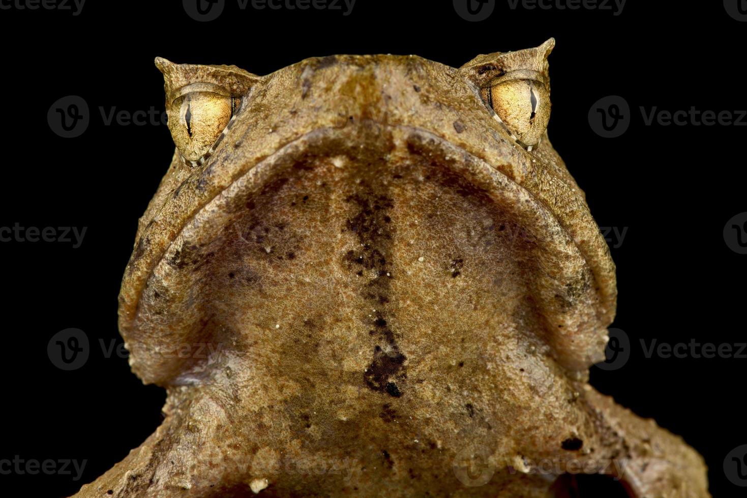 Perak horned frog   Xenophrys aceras photo