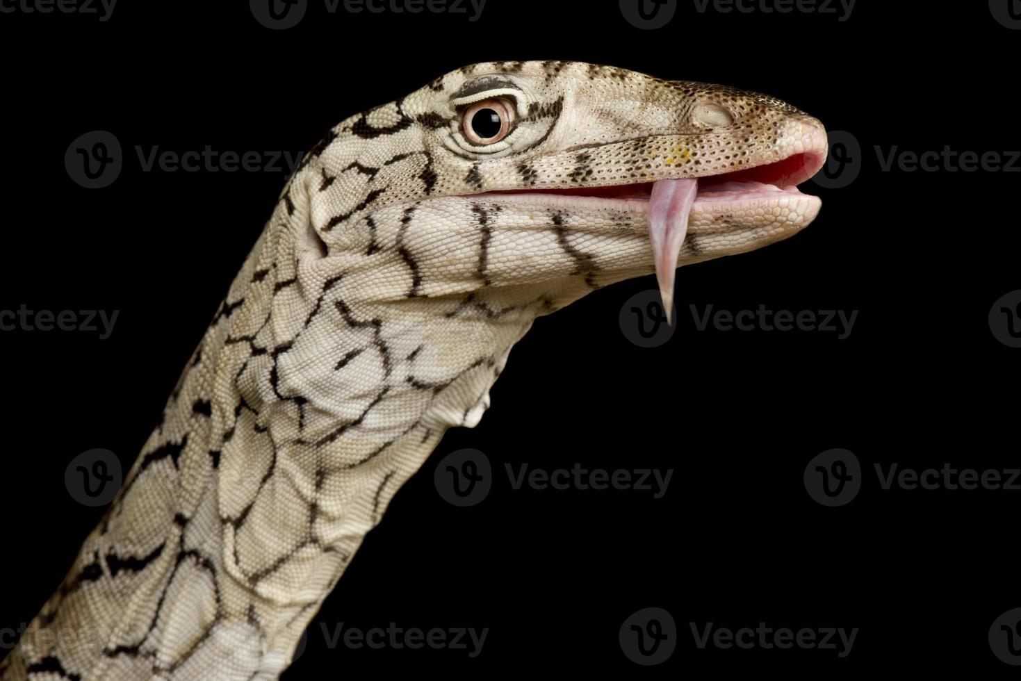 Perentie     Varanus giganteus photo