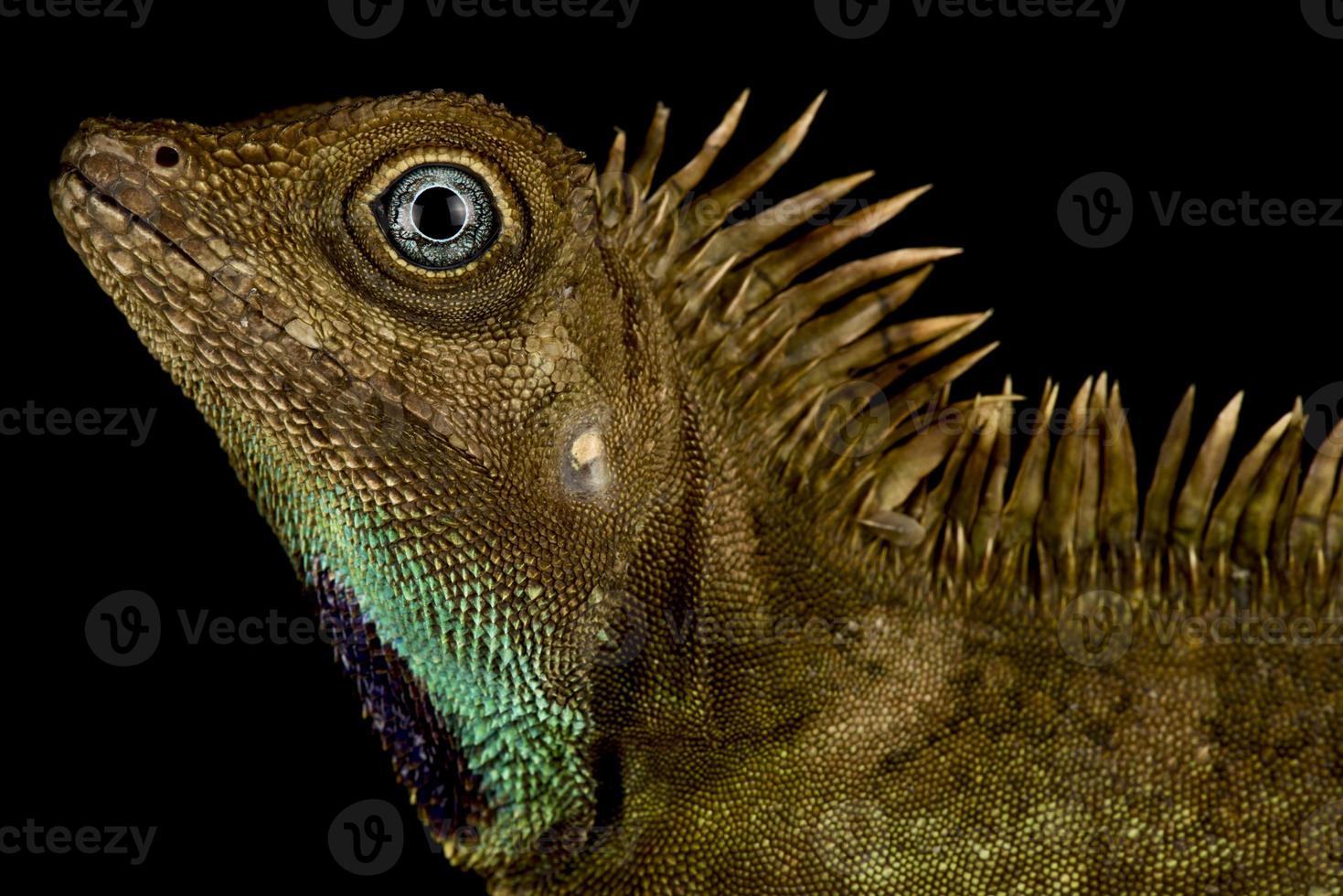 lagarto de cabeza angular de campana gonocephalus belli foto