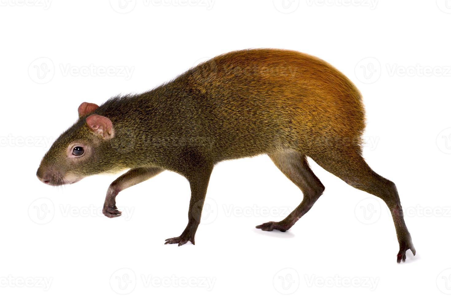 Mexican agouti    Dasyprocta mexicana photo