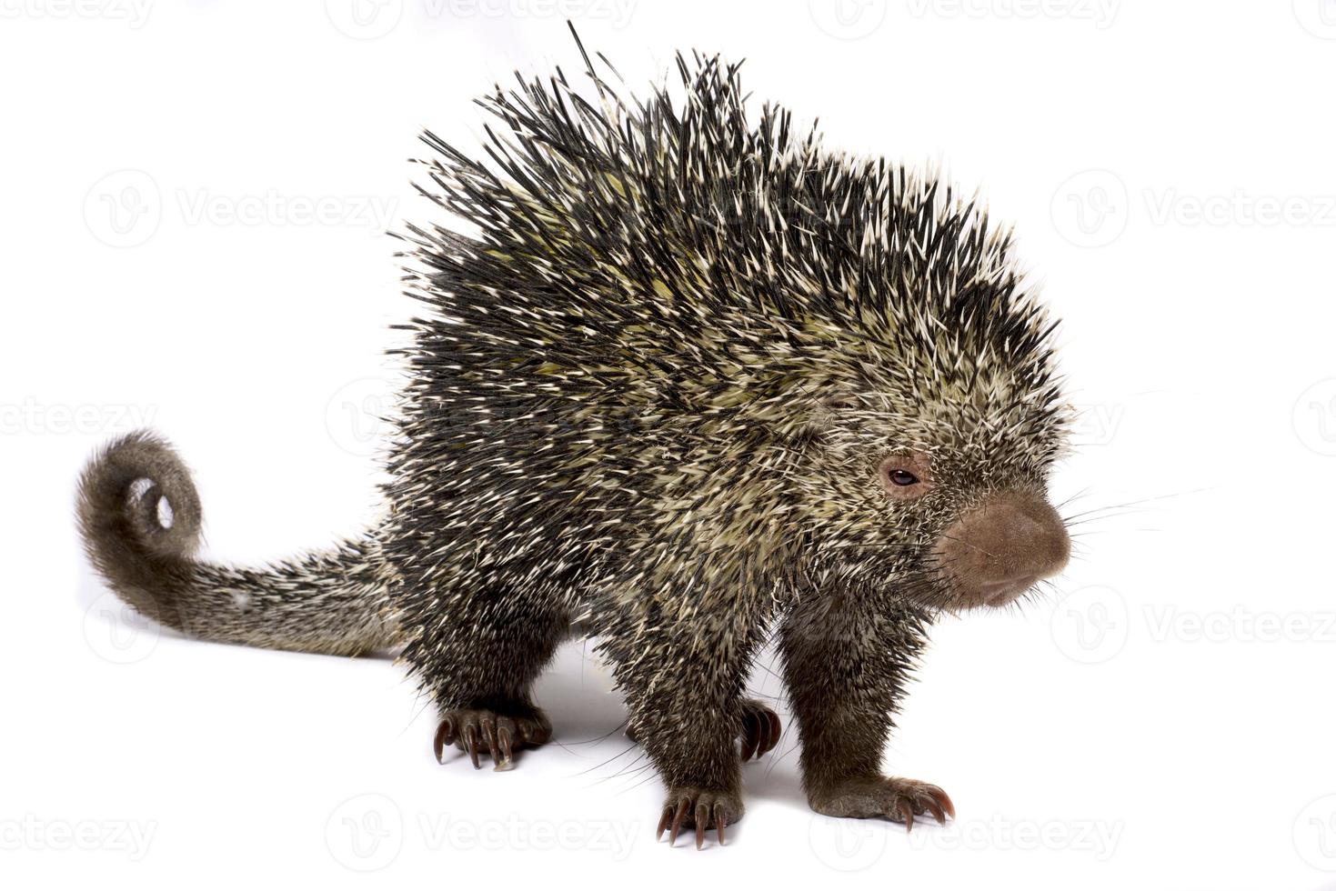 Brazilian porcupine     Coendou prehensilis photo