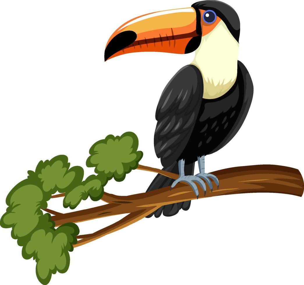 Toucan bird on a branch isolated on white background vector