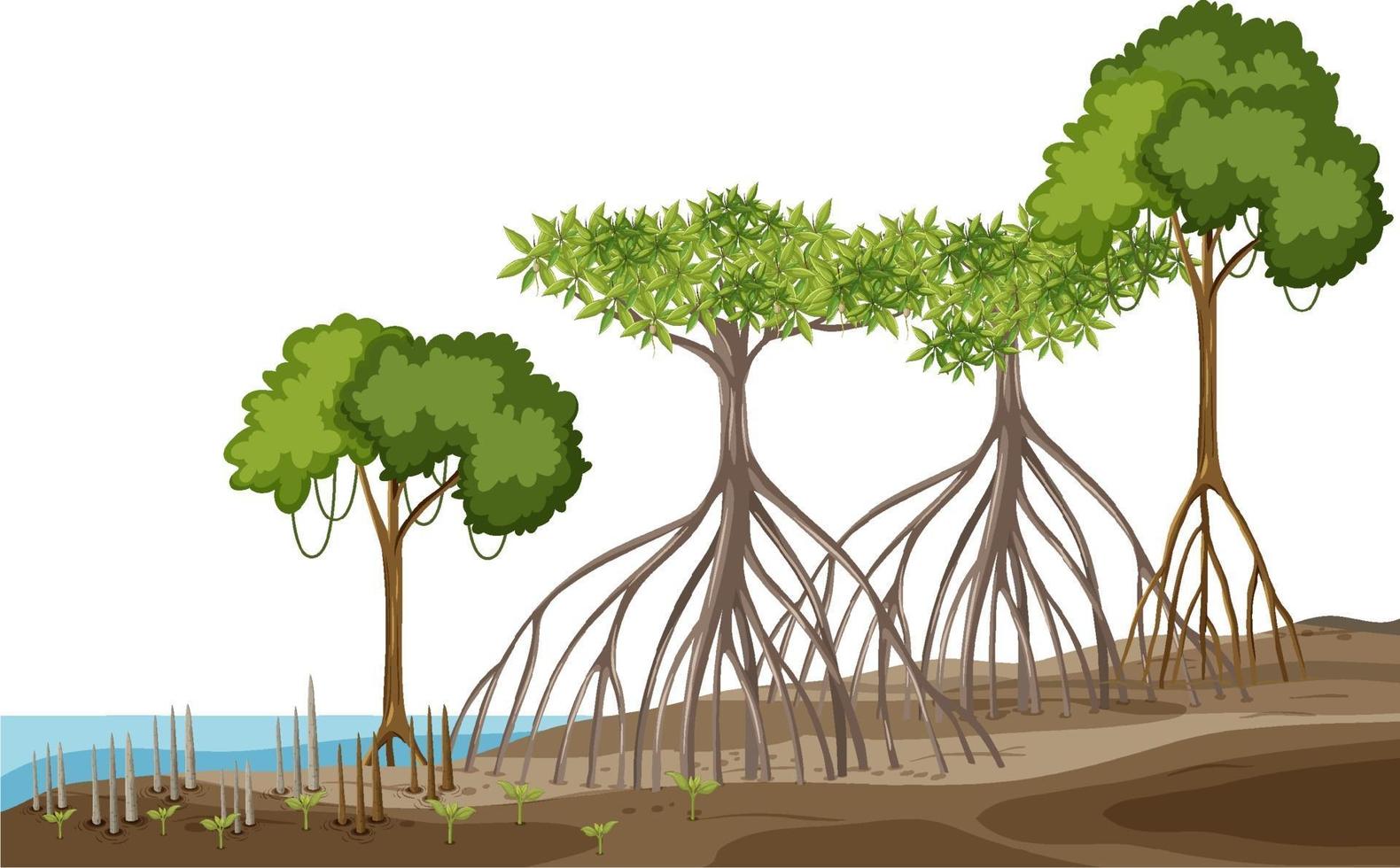 Structure of mangrove forest on white background vector