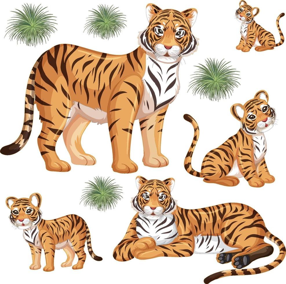 Seamless pattern with wild tiger in many poses on white background vector