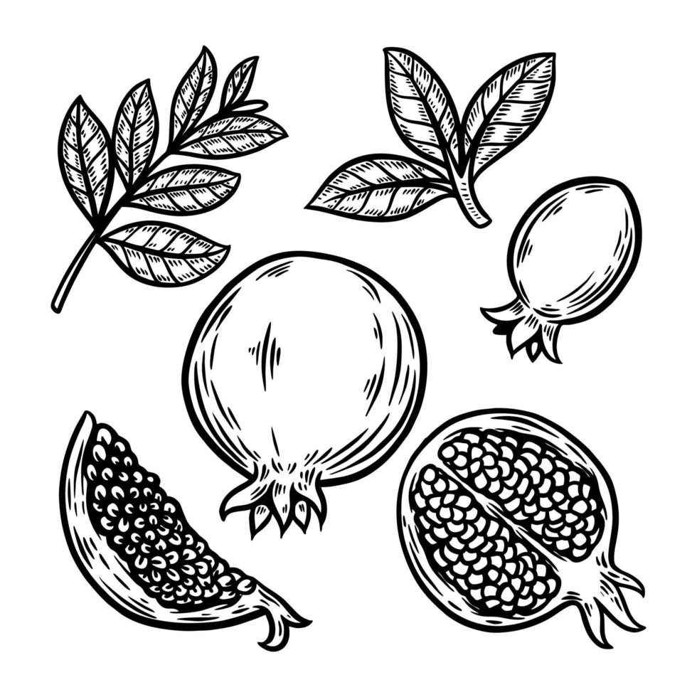 pomegranate fruit set hand drawn illustration vector